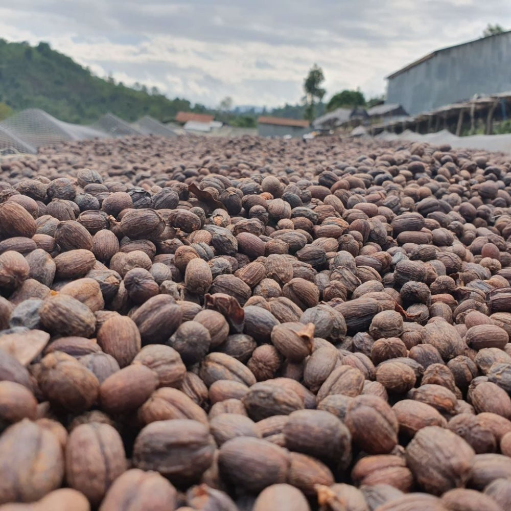 Granos de café ecológico de comercio justo Etiopía Sidamo 500 g